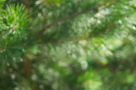 Blur background scene of pine branches. .Abstract green bokeh out of focus ba Stock Photos
