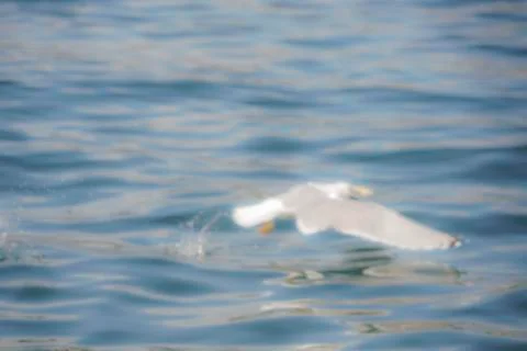 Blur background with seagull flying over sea Stock Photos