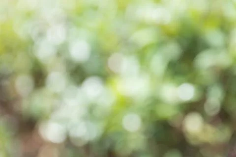 Blur background with tree Stock Photos