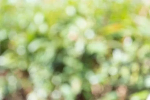 Blur background with tree Stock Photos