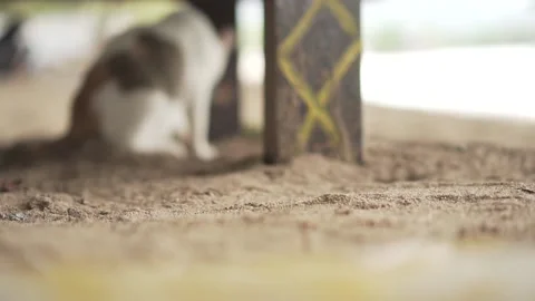 Blur cat Video stock 213104358