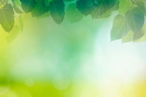 Blur circle bokeh green leaf background. Blurry yellow leaves rays light fl.. Foto stock