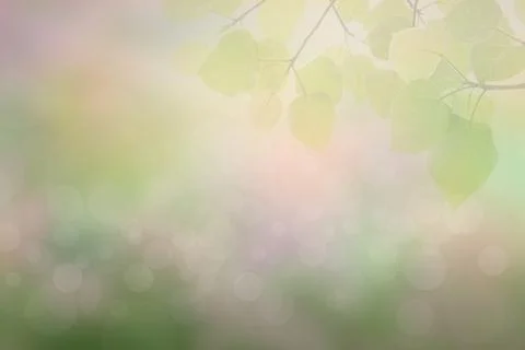 Blur circle bokeh green leaf background. Blurry yellow leaves rays light fl.. Foto stock
