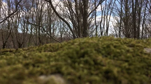 Blur Close up of moss in 4k Stock Footage 75171095