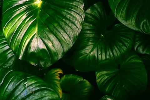 Blur closed up green leaf background. Stock Photos