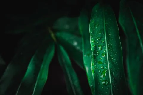 Blur closed up green leaf background. 스톡 사진