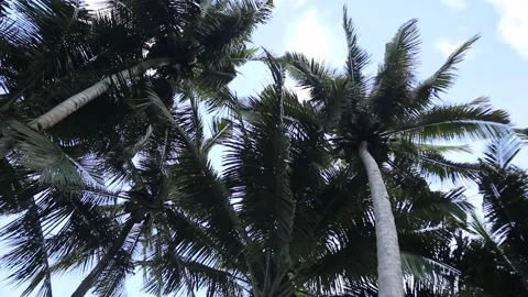 Blur Coconuts Tree. Bottom to top coconut tree Stock Footage 325688876