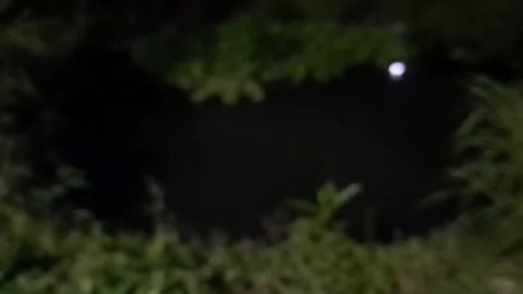 Blur Dark Forest with Wild Scream Stock Footage 333841314