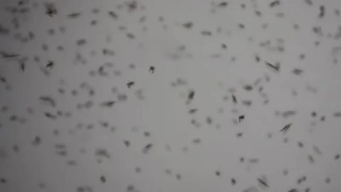 Blur defocus motion moth colony flying Stock Footage 218429962