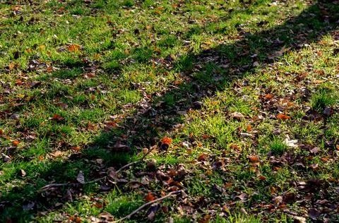 Blur, defocus, noise, grain effect. A green lawn covered with fallen leaves.  Stock Photos