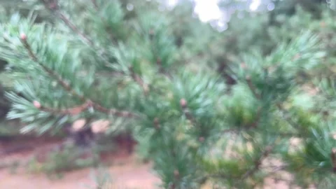Blur defocused view of green pine branches that sway in the wind Stock Footage 211318660