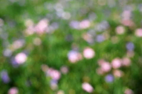 Blur flower background Stock Photos