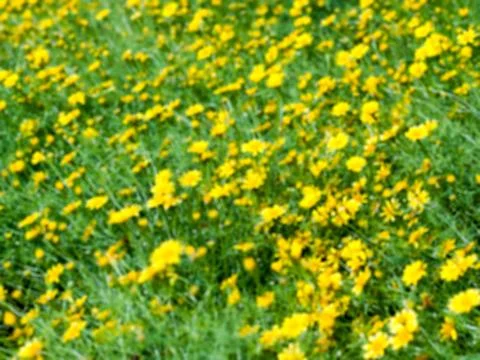 Blur flower background Stock Photos