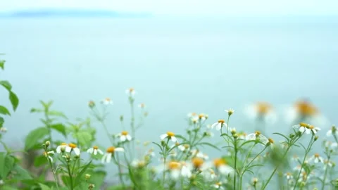 Blur Flower foreground Video stock 153141482