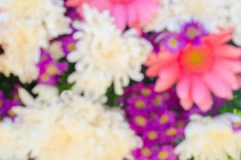 Blur flower Stock Photos