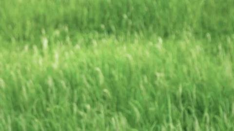 From Blur to Focus Field of Grass Flower Poaceae Blowing by Wind 스톡 동영상 128680756
