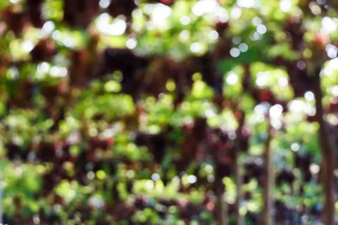 Blur focus of grape. Stock Photos