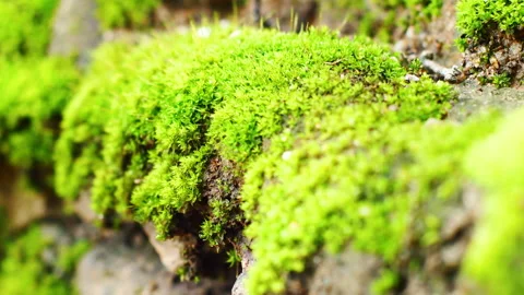 Blur to focus of Moos tropical forest Stock Footage 193577011