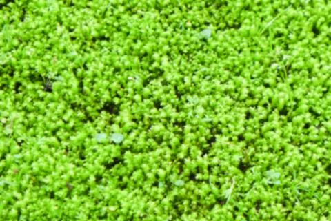 Blur focus of the moss on the ground for background picture Stock Photos