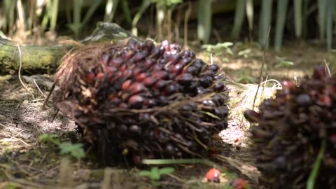 Blur to focus Palm Oil Stock Footage 234758237