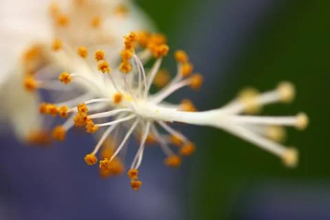 Blur focus of pollen Stock Photos