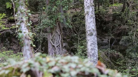 Blur to focus of a tree in the forest Stock Footage 75171120