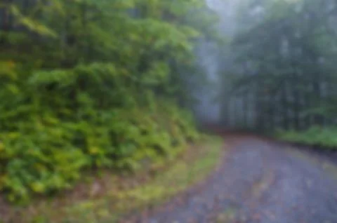 Blur forest Foto stock