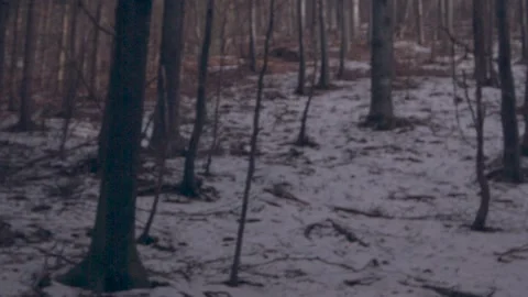 Blur forest trees 스톡 동영상 137643160