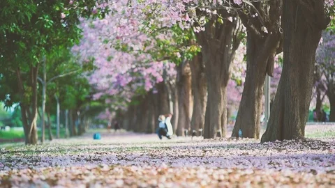 Blur garden background with falling flower petals on the wind in slow motion. 库存影片 76431829