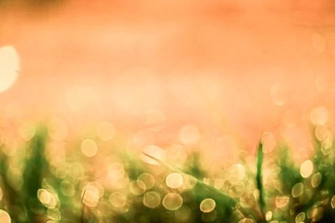 Blur grass dew drop was fall on leaves and light in sunrise Stock-Fotos