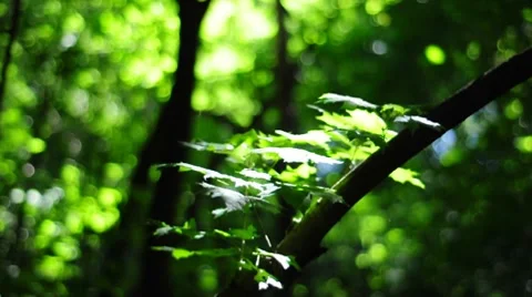 Blur green Stock Footage 8570364