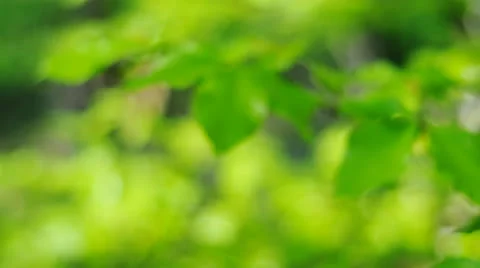 Blur green Stock Footage 25228588