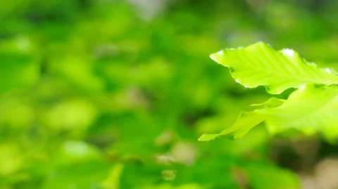 Blur green Stock Footage 25229852