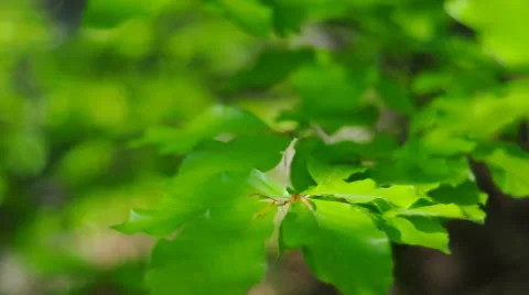 Blur green Stock Footage 25230558