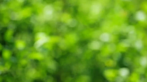 Blur green Stock Footage 25335212
