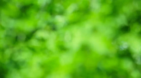 Blur green Stock Footage 25335296