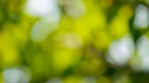 Blur green Stock Footage 25335377