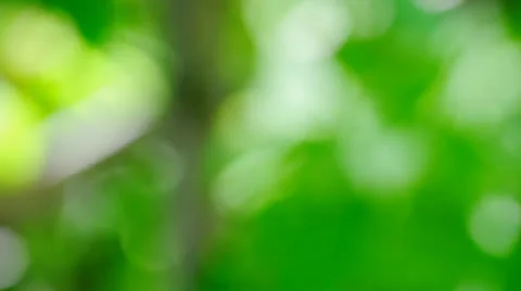 Blur green Stock Footage 25448315