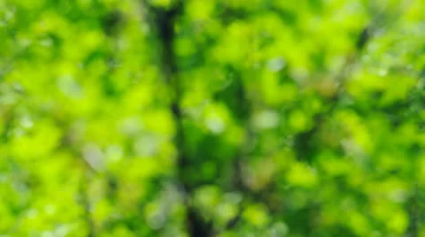 Blur green Stock Footage 25448703