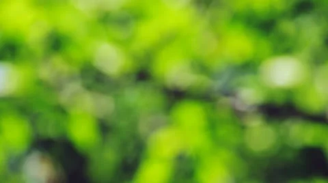 Blur green Stock Footage 25449344