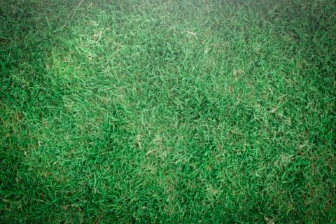 Blur Green grass  texture Stock Photos