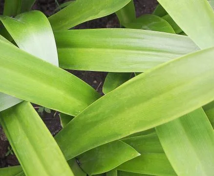 Blur green leaf texture background Foto stock