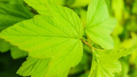 Blur green leaf texture background , nature background Stock Photos