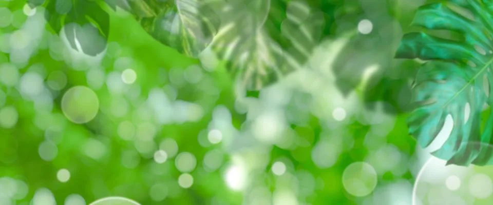 Blur green leaves pattern for summer or spring season concept,leaf of monst.. Stock Photos