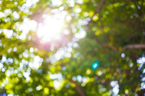 Blur image of Abstract Bokeh of tree green color background. Stock Photos