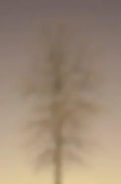 Blur Image of a Bare Tree Stock Photos