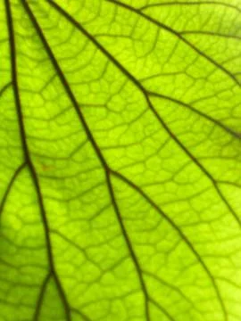 Blur image - closeup green leaf texture background Stock Photos