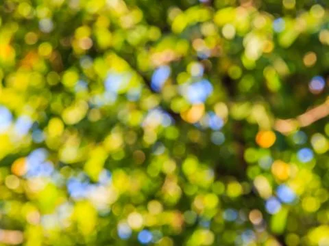 Blur image of tree Foto stock