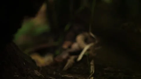 Blur images of tree leaves in the forest 스톡 동영상 149123679