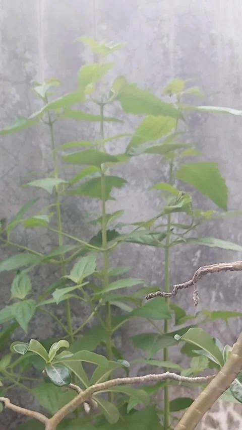 Blur Leaves, Vertical Stock Footage 304146332